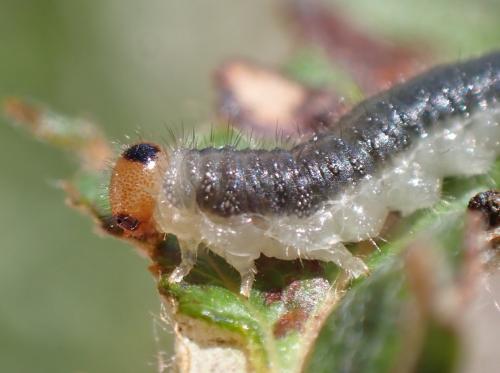 Priophorus compressicornis